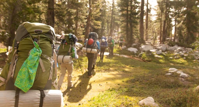 A group of people wearing backpacks hike in a single file line away from the camera, toward evergreen trees. 